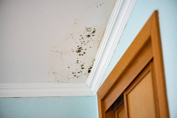 Best Toxic Mold Removal  in Geneva, IN