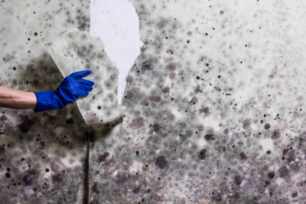 Best Local Mold Removal Service  in Geneva, IN